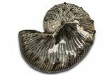 Cretaceous Ammonite (Hoploscaphites) Fossil - Montana #354617-1